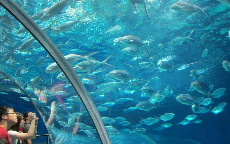 Шанхайский океанариум (上海海洋水族馆)
